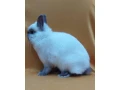 predam-zdrobnenych-kralikov-s-pp-small-3
