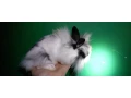 zakrsly-kralicek-small-2