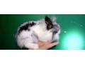 zakrsly-kralicek-small-0