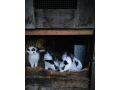 predam-kraliky-small-1