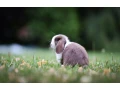samicka-minilop-small-1