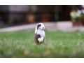 samicka-minilop-small-2