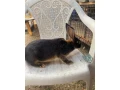 na-predaj-2-krasne-samicky-zajaca-small-1