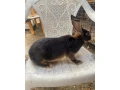 na-predaj-2-krasne-samicky-zajaca-small-0