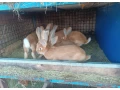 predam-kraliky-small-2