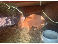 predam-kraliky-small-0