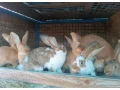 predam-kraliky-small-4