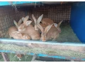 predam-kraliky-small-3
