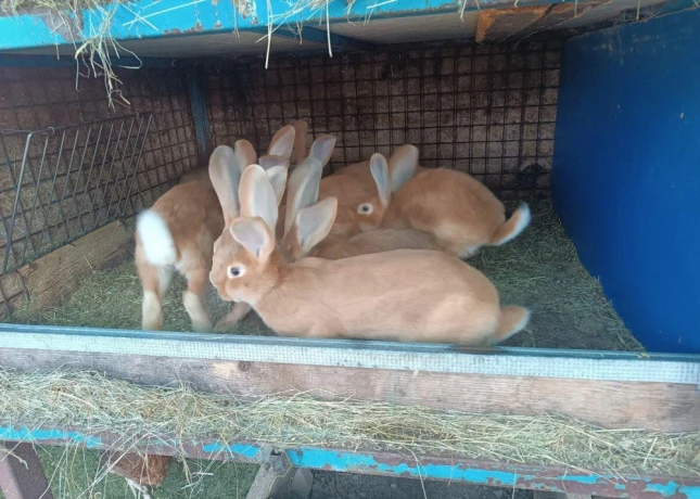 predam-kraliky-big-2