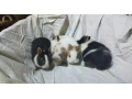 predam-zakrsle-kraliky-tedy-barany-small-0