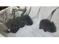 predam-zakrsle-kraliky-tedy-barany-small-3