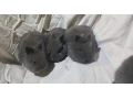 predam-zakrsle-kraliky-tedy-barany-small-4
