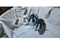 predam-zakrsle-kraliky-tedy-barany-small-1