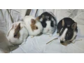 predam-zakrsle-kraliky-tedy-barany-small-2