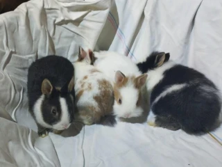 predam-zakrsle-kraliky-tedy-barany