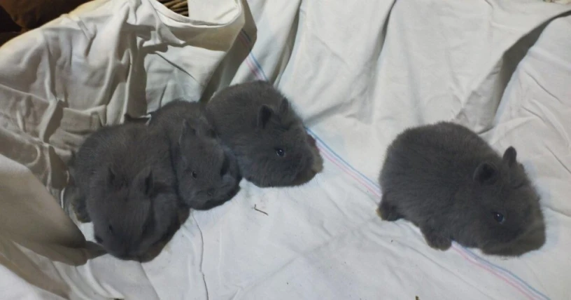 predam-zakrsle-kraliky-tedy-barany-big-3