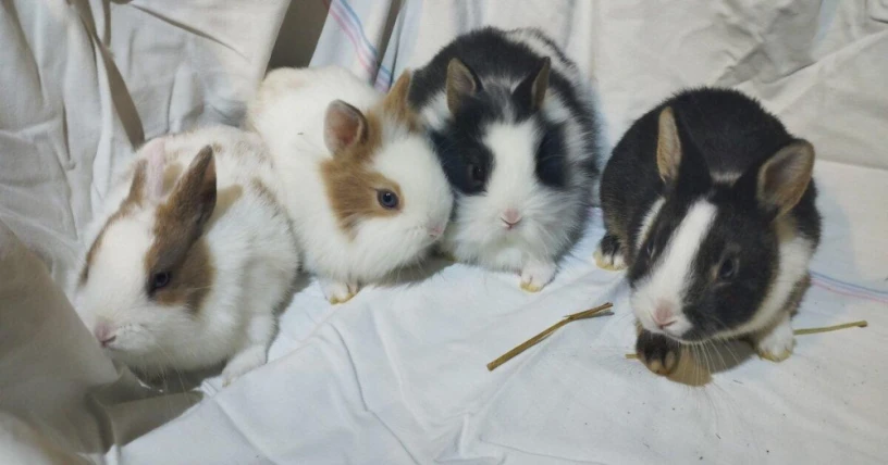 predam-zakrsle-kraliky-tedy-barany-big-2