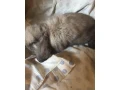 zakrsle-baranceky-small-0