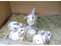 zakrsle-zajaciky-small-0
