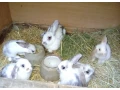 zakrsle-zajaciky-small-1