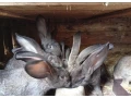 belgicke-obry-small-1