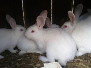 hilla