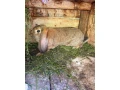 francuzsky-baran-small-4