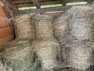 lucerka