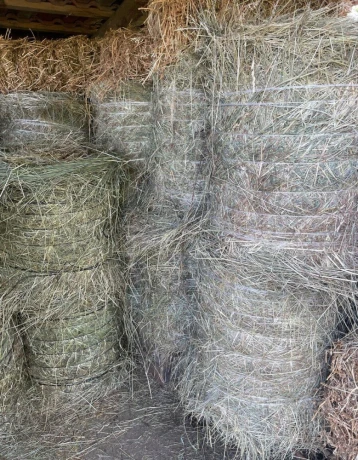 lucerka-big-1