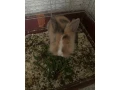 zajac-small-2