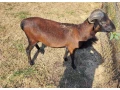 kamerunsky-baran-small-0