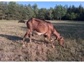 mlada-koza-small-1