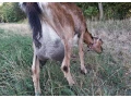 mlada-koza-small-4