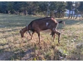 mlada-koza-small-2