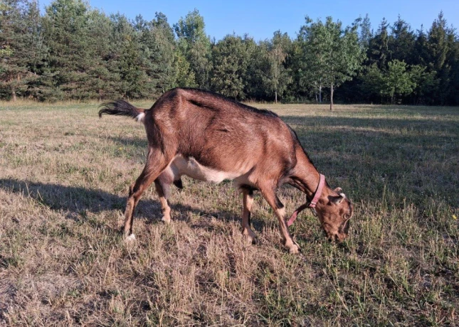 mlada-koza-big-1