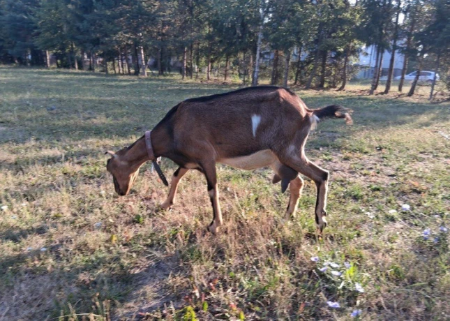 mlada-koza-big-2