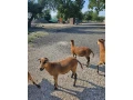 predam-kamerunske-ovce-small-0