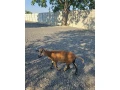 predam-kamerunske-ovce-small-2