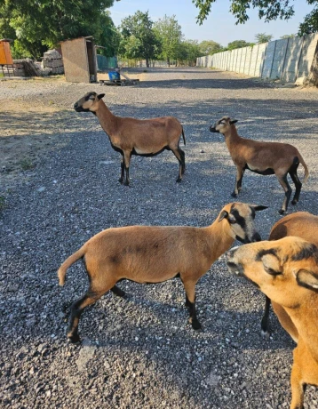 predam-kamerunske-ovce-big-1