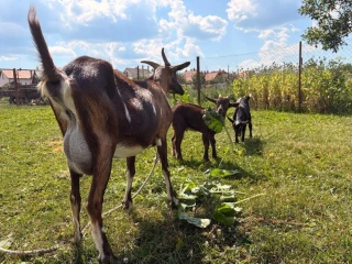 kozlata