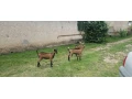 alpinska-koza-small-0