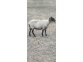 ovecky-ovce-ponuka-small-0