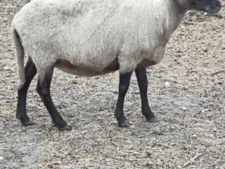 ovecky-ovce-ponuka