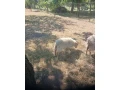 predam-mladeho-quessantskeho-baranka-small-1
