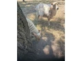 predam-mladeho-quessantskeho-baranka-small-2
