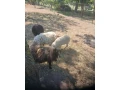 predam-mladeho-quessantskeho-baranka-small-4