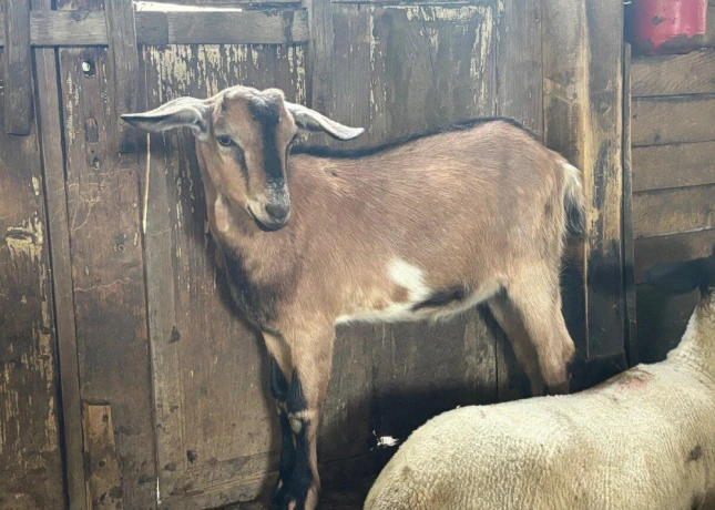capko-big-3