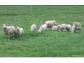 vychodofrizske-jahnata-lacoune-ile-de-france-small-0