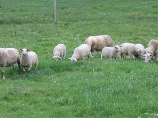 vychodofrizske-jahnata-lacoune-ile-de-france