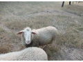 baran-small-2